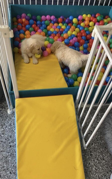 Ballpit Fun