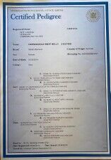 Image of Main Registration Certificate ANKC