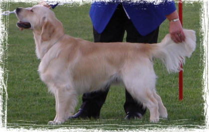 Trigolden Highland Piper
