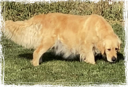 Picture of Cadenzahgold Sweet Sensation