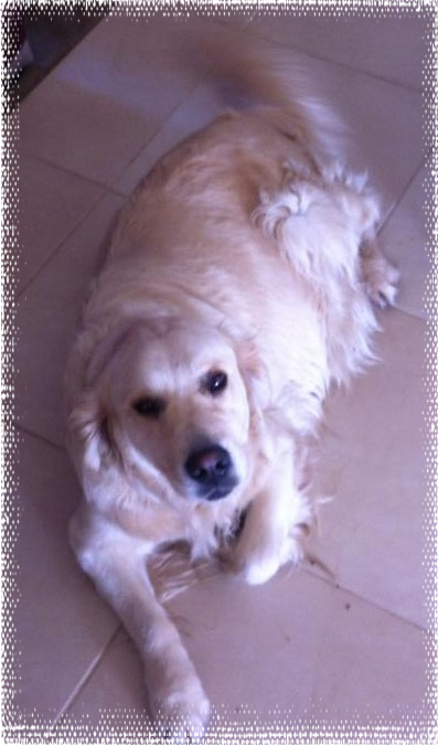 Cadenzahgold Catira