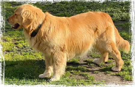 Cadenzahgold Ginger