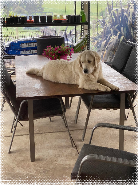 Cadenzahgold Peggy Sue sitting on the outdoor table